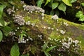 Small White Bell-Shaped Mushrooms on a dead tree in Parque Nacional Volcan Tenorio in Costa Rica Royalty Free Stock Photo