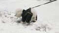 Small white Bichon Frise dog pooping in the snow Royalty Free Stock Photo