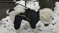 Small white Bichon Frise in winter jacket lifted his leg and peed on the snow in the street