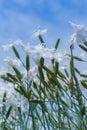 Small white blooms in front of blue sky Royalty Free Stock Photo