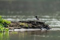 Small white-browed wagtail bird perched on a ledge over a lake