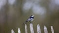 Small white-browed wagtail perched on the wooden fence Royalty Free Stock Photo
