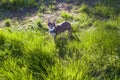 A small white and brown chihuahua dog in grass. Little dog in summer park. Outdoor walk of little doggie. Doggy haircut Royalty Free Stock Photo