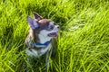 A small white and brown chihuahua dog in grass. Little dog in summer park. Outdoor walk of little doggie. Doggy haircut Royalty Free Stock Photo