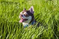 A small white and brown chihuahua dog in grass. Little dog in summer park. Outdoor walk of little doggie. Doggy haircut Royalty Free Stock Photo