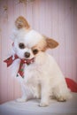 small white and brown chiwawa dog with christmas bow