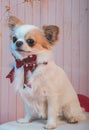 small white and brown chiwawa dog with christmas bow