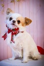 small white and brown chiwawa dog with christmas bow