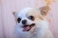 small white and brown chiwawa dog with christmas bow