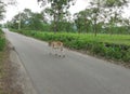 A small white and brown color cow walking on the street. Royalty Free Stock Photo