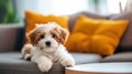 The Curious Canine, A Delightful Blend of Chocolate and Marshmallow, Contemplating the World From the Couch