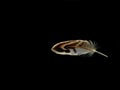 Small white-brown feather on a black background # 2 Royalty Free Stock Photo