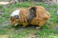 Small Guinea Pig In The Meadow