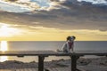 Small white brown pet dog in pink jacket seated on the bench on rocky mediterranean sea shore at sunrise with epic cloudy sky Royalty Free Stock Photo