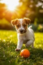 Small white and brown puppy playing with orange ball in field of grass. Generative AI Royalty Free Stock Photo