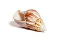 Small white-brown seashell on white background Royalty Free Stock Photo