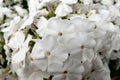 Small white buds of a garden flower. Phlox