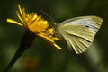 Small white butterfly