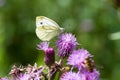 Small White Butterfly Royalty Free Stock Photo