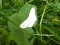 Small white butterfly moth falter in the forest Royalty Free Stock Photo