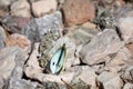 A small and white butterfly on a brownish stone background