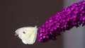 Small white butterfly on Buddleia davidii, Royal Red