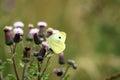 Small White butterfly, Cabbage White, Pieris rapae