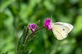 Small White Butterfly Close Up