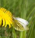 Small white butterfly on dandelion Royalty Free Stock Photo