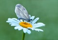 A  white butterfly dries its wings early in the morning in a clearing in dew on a daisy flower Royalty Free Stock Photo