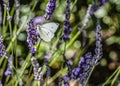 A small white butterfly feeding on lavender flower stem in an english garden Royalty Free Stock Photo