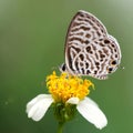 Small white butterfly on flower Royalty Free Stock Photo