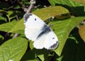 Small White Butterfly Royalty Free Stock Photo