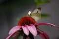 White butterfly or moth on pink cone flower.