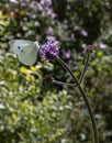 Small white butterfly perched feeding on a verbena plant