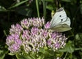 Small white butterfly on pink sedum flower Royalty Free Stock Photo