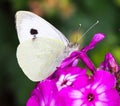 A Small White butterfly perched on a purple Royalty Free Stock Photo