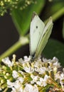 A Small White butterfly perched on a white flower Royalty Free Stock Photo