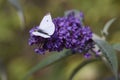 Small White butterfly, Pieris rapae, feeding on a Buddleia Royalty Free Stock Photo