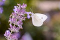 Small White Butterfly - Pieris rapae - in its natural habitat