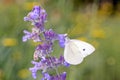 Small White Butterfly - Pieris rapae - in its natural habitat