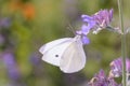 Small White Butterfly - Pieris rapae - in its natural habitat