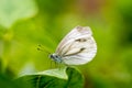 Small white butterfly or Pieris rapae standing on the leaf