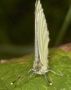 Small White Butterfly - Pieris rapaeIt - macro of head face on