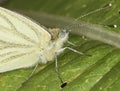 Small White Butterfly - Pieris rapaeIt - macro of head