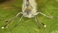 Small White Butterfly - Pieris rapaeIt - macro of head face on