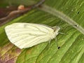 Small White Butterfly - Pieris rapaeIt