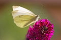 A Small White butterfly on a purple flower Royalty Free Stock Photo