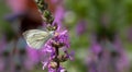Small white butterfly on purple Loosestrife
