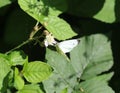 Small White butterfly Royalty Free Stock Photo